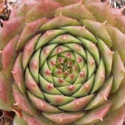 Sempervivum - Dachwurz - Hauswurz